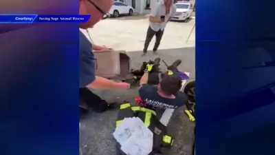 Lauderhill firefighters free kitten stuck inside car