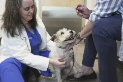 Pets can suffer from allergies, but there are ways to help our furry friends